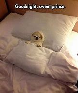 Image result for Good Night Bed Memes