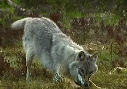 Image result for Wolves Ataking Moose GIF