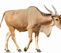 Image result for Hoofed Animals for Kids