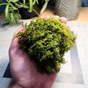 Image result for Fern Moss