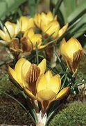 Image result for Crocus chrysanthus Fuscotinctus