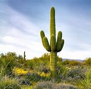 Image result for Arizona State Cactus
