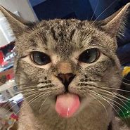 Image result for Cat Tongue Meme