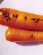 Image result for "carrot-rust-fly"