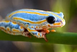 Image result for Cute Blue Frog