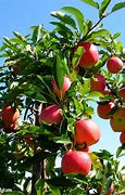 Image result for Single Apple Tree