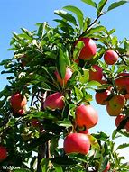 Image result for Akane Apple Tree