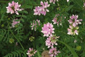 Image result for Crown Vetch Ground Cover