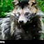 Image result for Raccoon Dog in Autumn