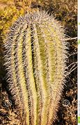 Image result for Deadly Cactus
