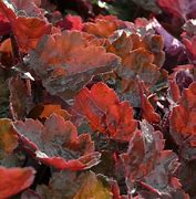 Image result for Heuchera Rachel