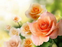 Image result for Rose Pictures Background