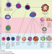 Image result for Fusee Autophages
