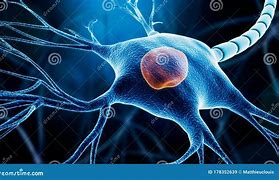 Image result for Neuroscience Neurons