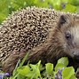 Image result for European Hedgehog