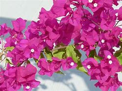 Image result for Magenta Stock Flower