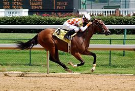 Image result for Horse Racing HD