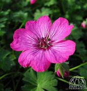 Image result for Geranium cinereum Carol