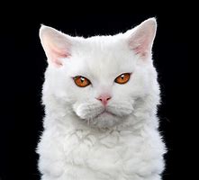 Image result for Colorful Cat Real