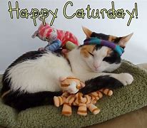 Image result for Caturday Cat Meme