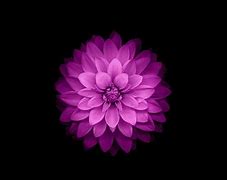 Image result for iOS Wallpaper Flower