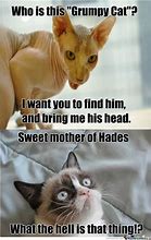 Image result for Grumpy Cat Funny