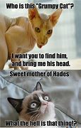 Image result for Funny Grumpy Cat Memes Clean