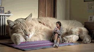 Image result for World's Biggest Cat