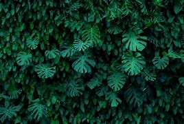 Image result for Dark Green Leaves Texture