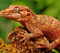 Image result for All Types of Exotic Lizards