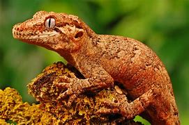 Image result for Lizard Breeds
