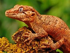 Image result for Lizard Types