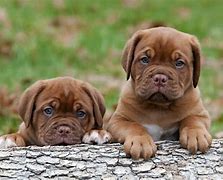 Image result for Dog De Bordeaux Puppies