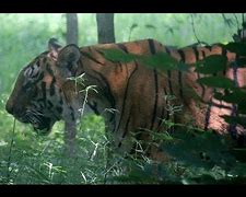 Image result for Tiger Attack Lion