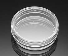 Image result for Cell Culture Dish