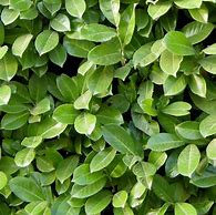 Image result for Hedge Texture