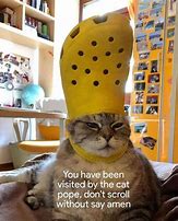 Image result for Funniest Cat Memes Ever