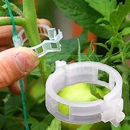 Image result for Tomato Clamps