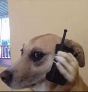 Image result for Dog Against Phone Meme