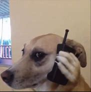 Image result for Dog Ate My Phone Meme