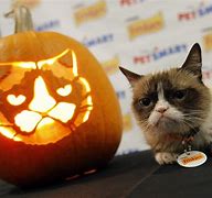 Image result for Post This Cat On Halloween