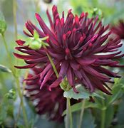 Image result for Dahlia Nuit d‘Eté