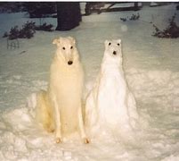 Image result for Funny Dog Memes Snow