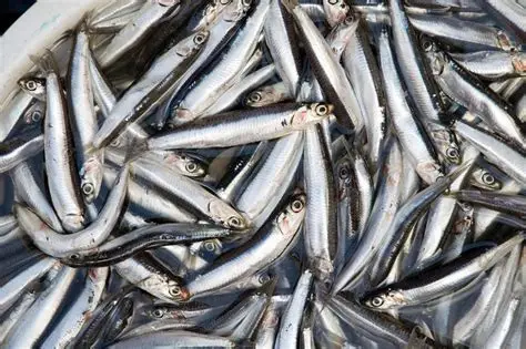 Key to Past & Future Habitat of West Coast Marine Species Is Ocean ...