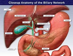 Image result for Bile Duct Location