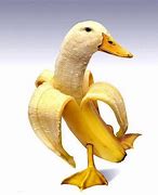 Image result for Banana Duck Meme