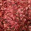 Image result for Acer palmatum Wilsons Pink Dwarf