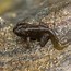 Image result for Frog Life Cycle Class Early Tadpole