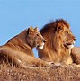 Image result for Lionness Wallpaper for Kindle Fire