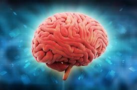 Image result for Human Brain Photography
